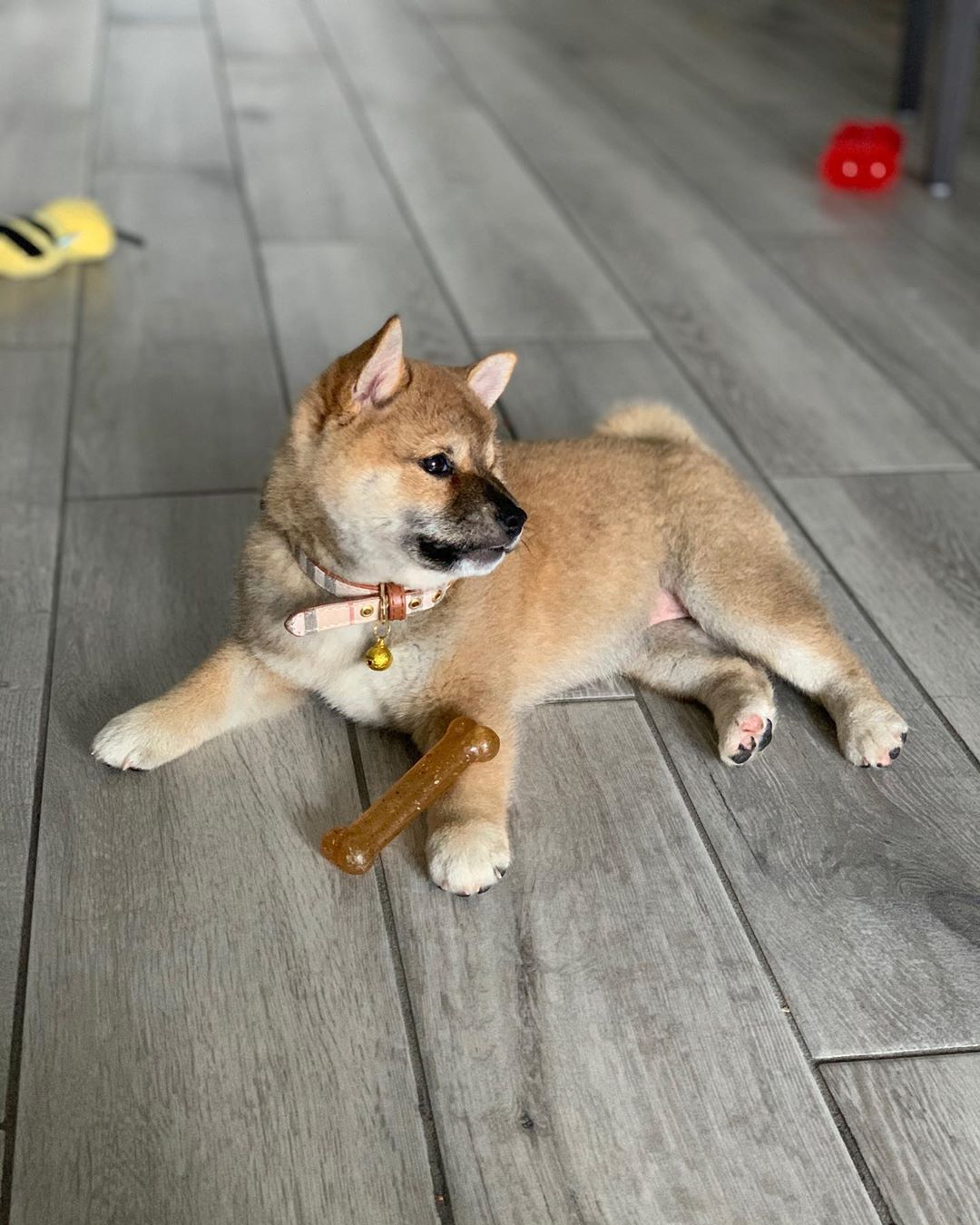 Kira, weiblicher Shiba Inu Welpe